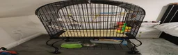 Cockatiels birds for sale: Cockatiel with cage and accessories for sale in Troon - Advert 5