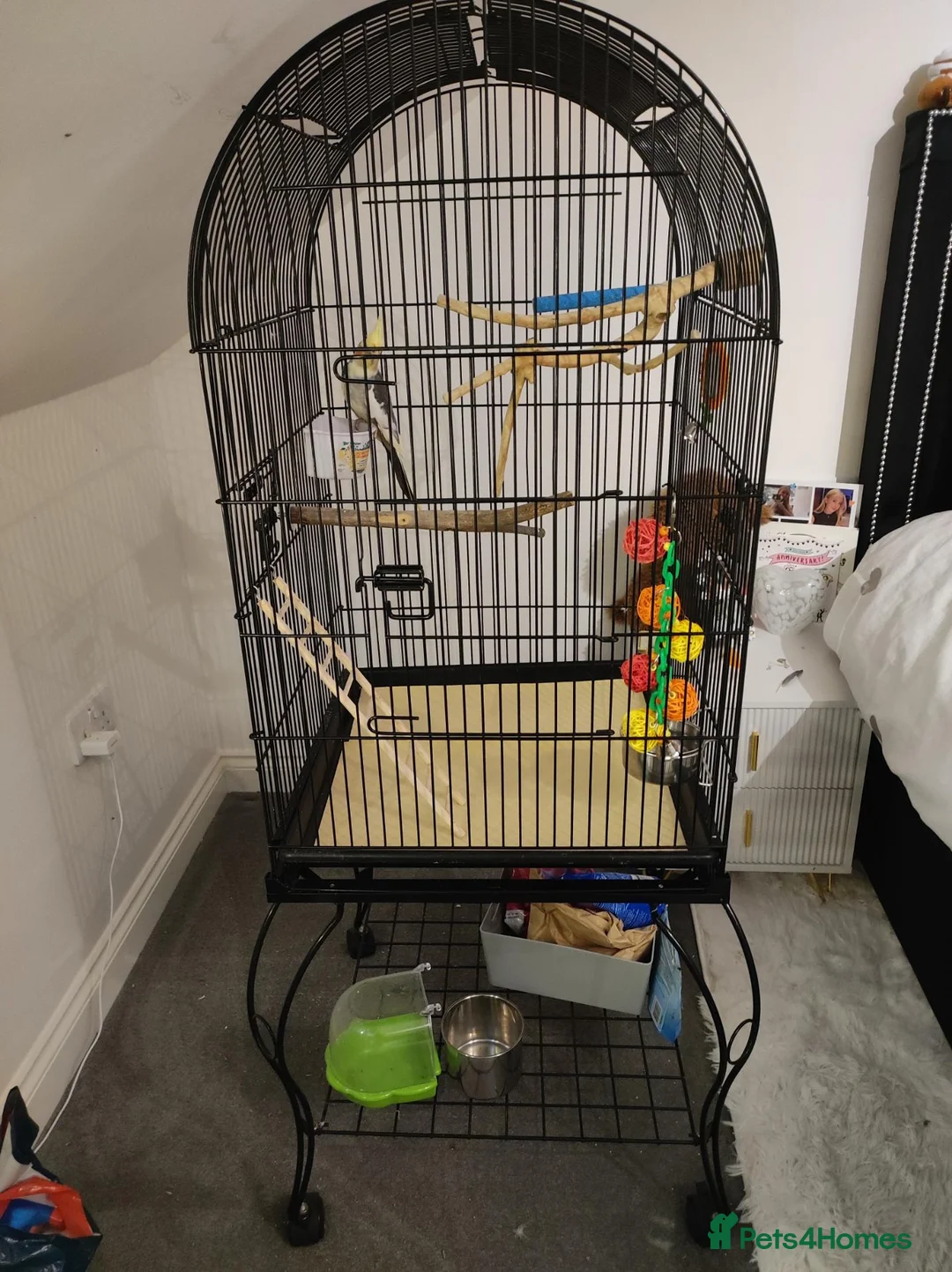 Cockatiels birds for sale: Cockatiel with cage and accessories for sale in Troon - Advert 5