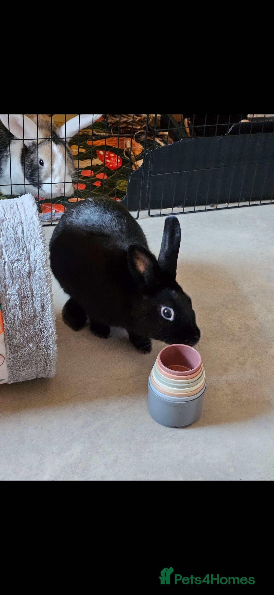 Mixed Breed rabbits for sale: 2 rabbits for rehoming ASAP - Advert 3