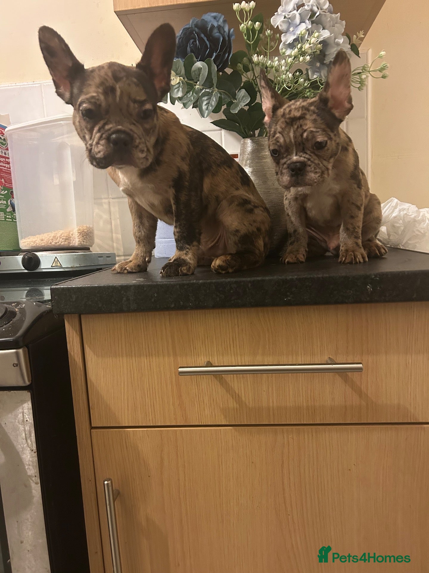 French Bulldog dogs French bulldogs for sale  - Advert 2