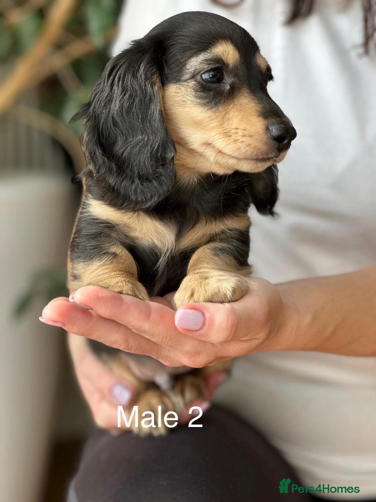 Miniature Dachshund dogs Miniature longhaired dachshund  - Advert 13