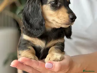 Miniature Dachshund dogs Miniature longhaired dachshund - Advert 13