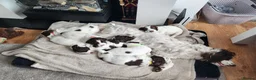 English Springer Spaniel dogs for sale: Springer Spaniel Puppies for Sale –  - Advert 19