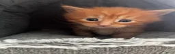 Maine Coon cats for sale: Majestic Fire Maine Coon Kittens - Advert 24