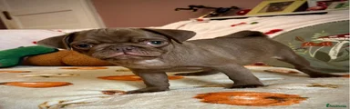 Pug 2
