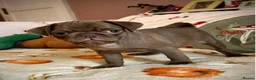 Pug dogs for sale: Beautiful chocolate PUG puppies ❤️ Ready Now ❤️ - Advert 23