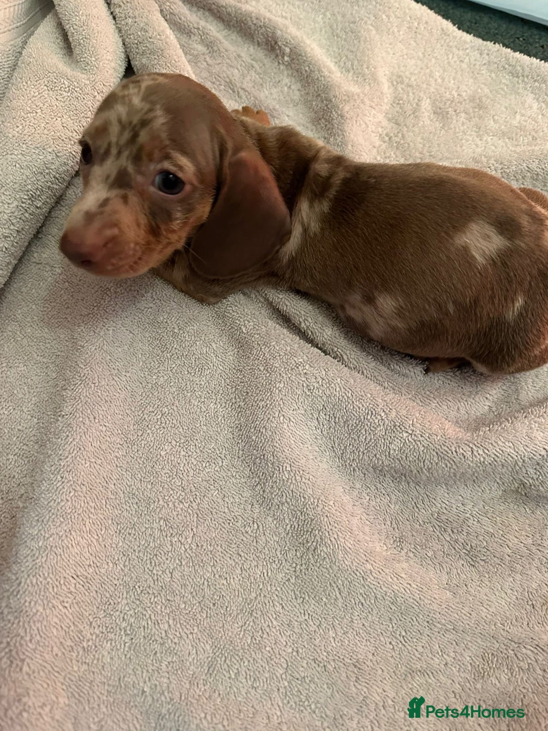 Miniature Dachshund dogs for sale: Miniature dachshunds - Advert 2