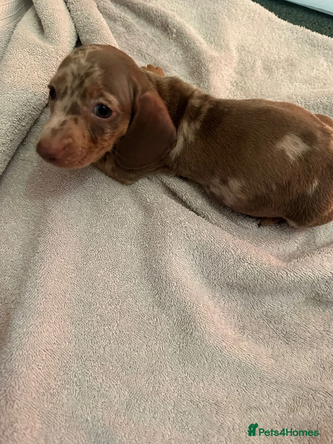 Miniature Dachshund dogs for sale: Miniature dachshunds - Advert 2