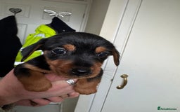 Mixed Breed dogs for sale: Minituar yorkie cross dashound puppies - Image 13