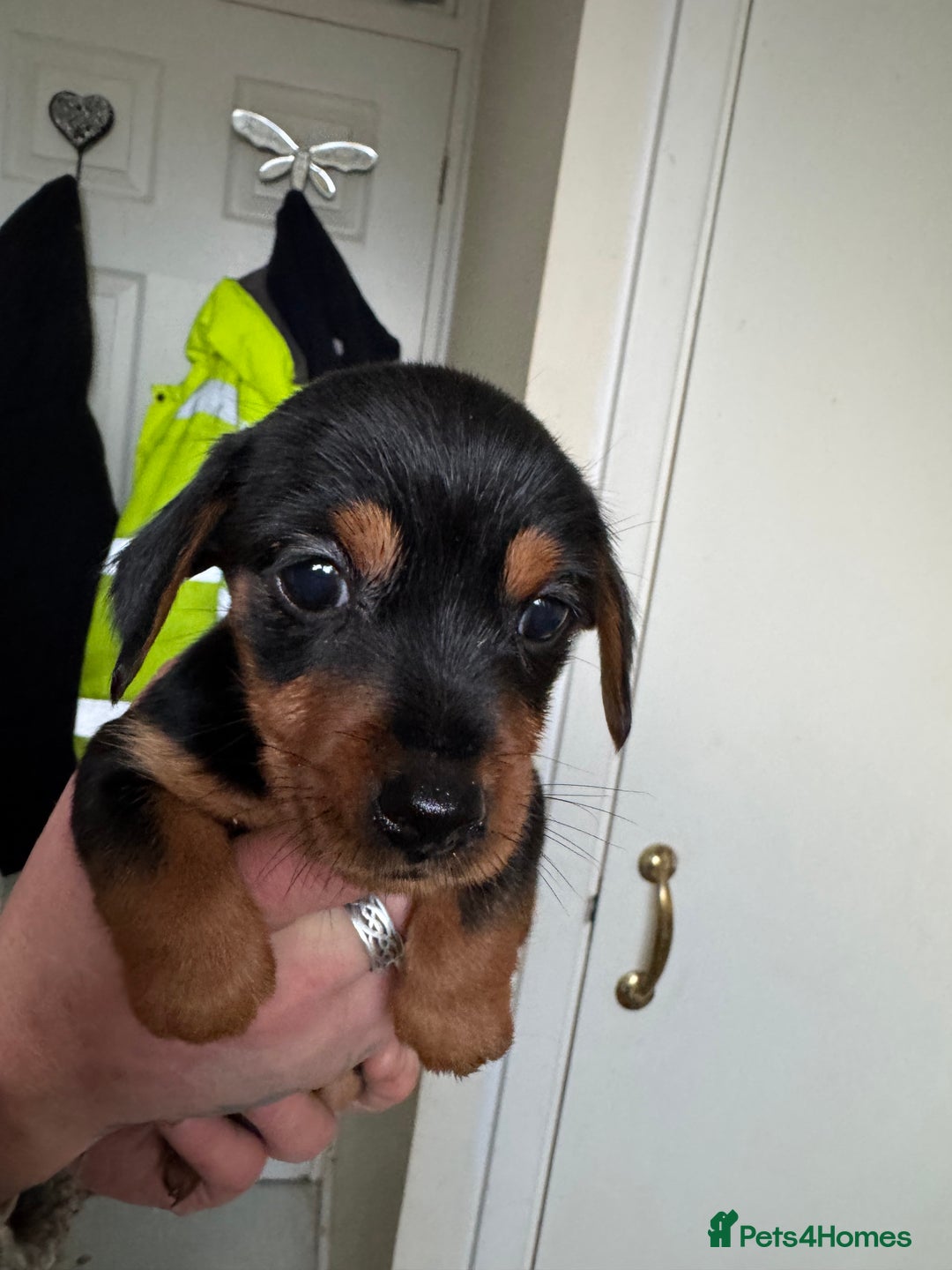 Mixed Breed dogs for sale: Minituar yorkie cross dashound puppies - Image 13