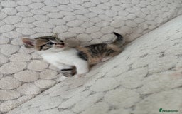 Mixed Breed cats for sale: 7 little kittens - Image 21