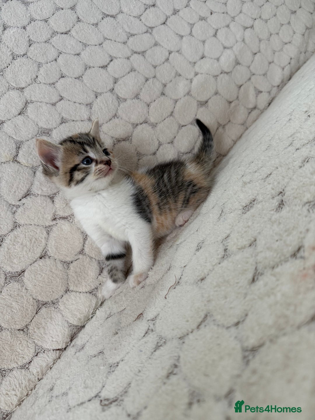 Mixed Breed cats for sale: 7 little kittens - Image 21