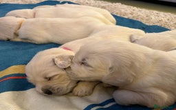 Golden Retriever dogs for sale: Chunky, cream pups - Image 17