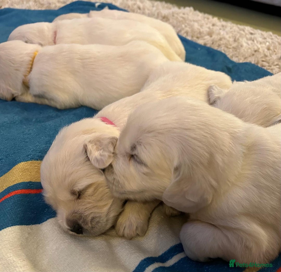 Golden Retriever dogs for sale: Chunky, cream pups - Image 17