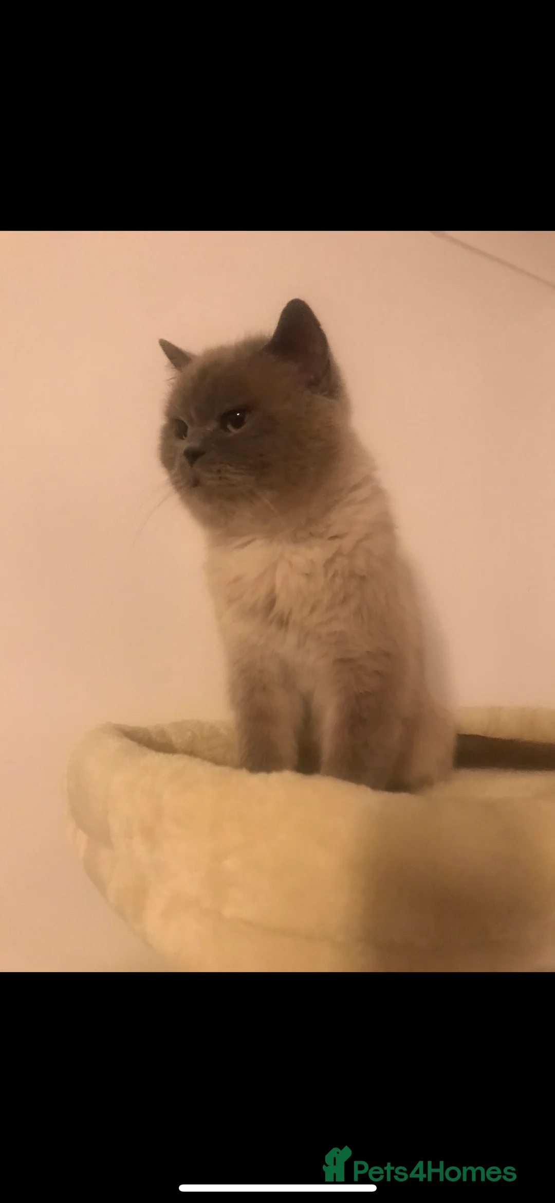 British Shorthair cats for sale: Beautiful British shorthair kittens - Advert 9