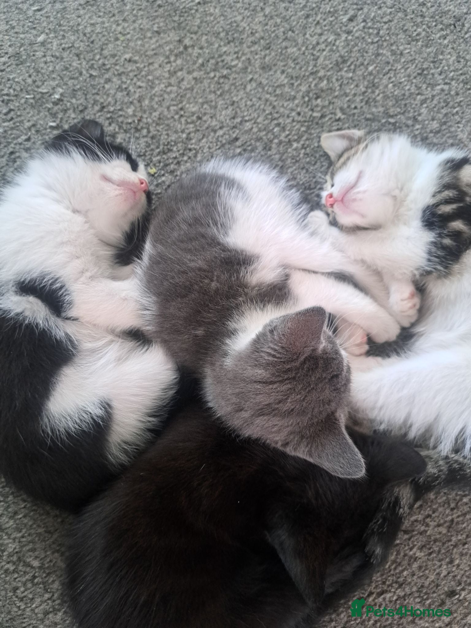 Mixed Breed cats 7 adorable kittens ready for a new home - Advert 2