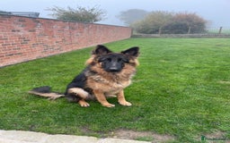 German Shepherd dogs for sale: German shepherd 10 months old  - Image 1