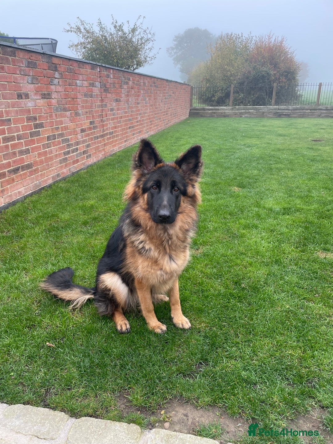 German Shepherd dogs for sale: German shepherd 10 months old  - Image 1