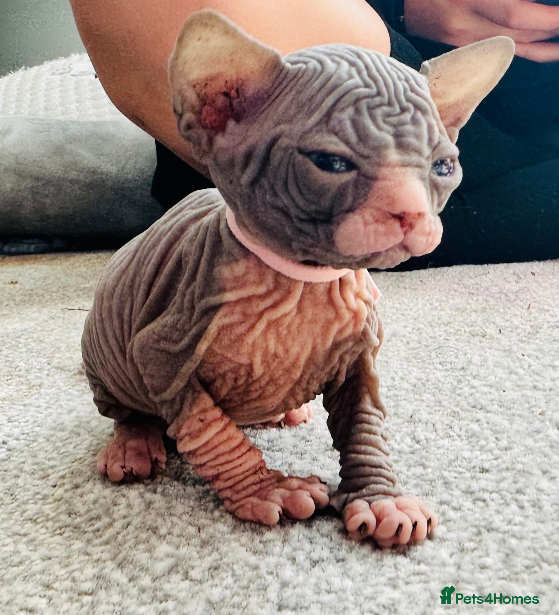 Sphynx cats Stunning lilac and blue sphynx  - Advert 9