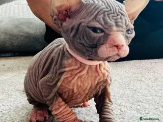 Sphynx cats Stunning lilac and blue sphynx - Advert 1