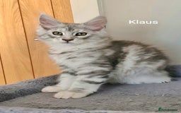 Maine Coon cats for sale: TICA Registered Show quality Maine Coon Kittens in Hull - Image 23