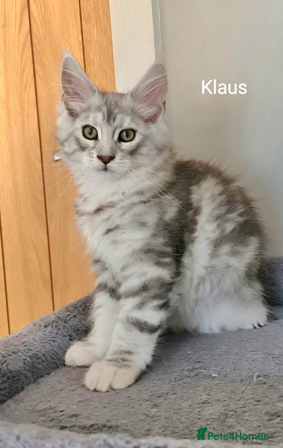 Maine Coon cats for sale: TICA Registered Show quality Maine Coon Kittens in Hull - Image 23