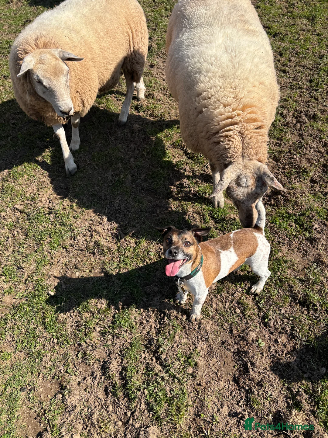 Jack Russell dogs for stud: Jack Russell Stud Available - Advert 5