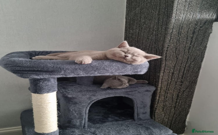 British Shorthair cats - Advert 12