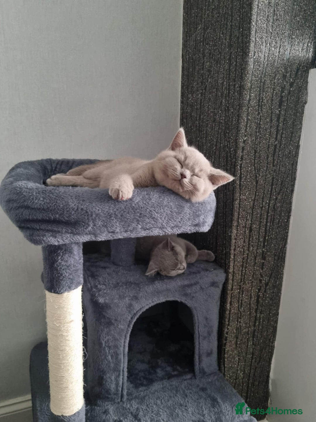 British Shorthair cats for sale: Top Quality GCCF British Shorthair Kittens!  - Image 1