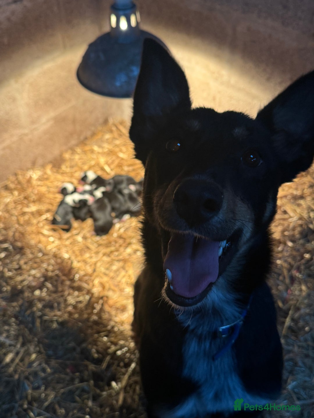 Mixed Breed dogs for sale: Sheepdog puppies for sale - Image 1