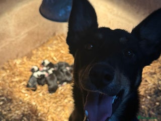 Mixed Breed dogs for sale - Advert 1