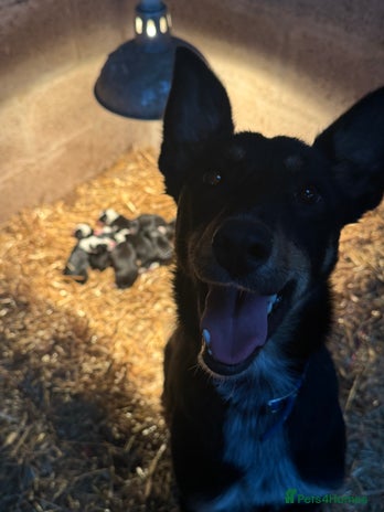 Mixed Breed dogs - Advert 1