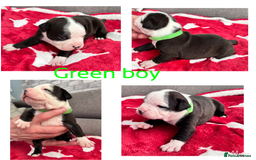 Staffordshire Bull Terrier dogs for sale: Puppy for sale  - Advert 4