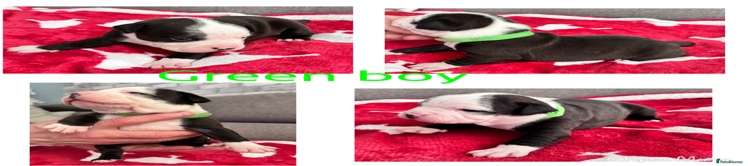 Staffordshire Bull Terrier Puppy 2