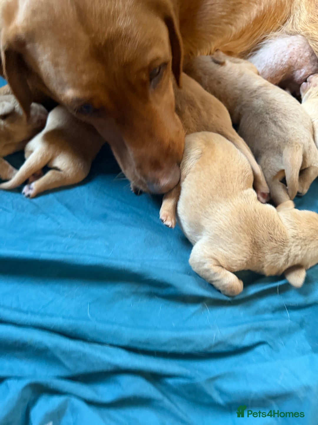 Labrador Retriever dogs for sale: Fox Red Labrador pups  - Advert 9