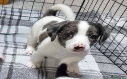 Jack Russell dogs for sale: Jack Russell Pups (ready 24th July) - Image 24