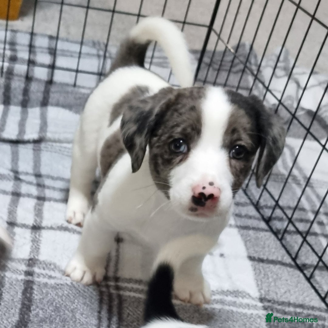 Jack Russell dogs for sale: Jack Russell Pups (ready 24th July) - Image 24