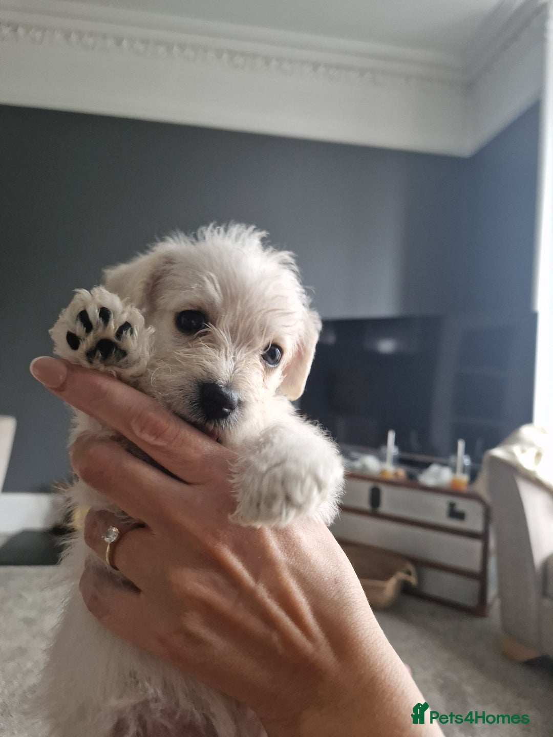 Mixed Breed dogs for sale: Westiepoo pups - Image 7