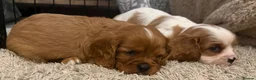 Cavalier King Charles Spaniel dogs for sale: Kc registered health clear King Charles cavaliers - Advert 8