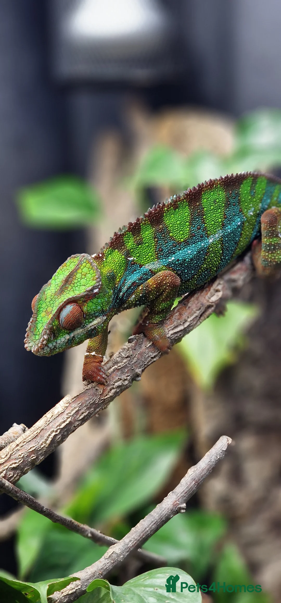 Chameleon reptiles for sale: Ambilobe Panther Chameleon Male - Advert 4