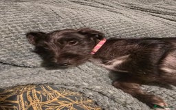 Jack Russell dogs for sale: Beautiful Jack russell  - Image 4