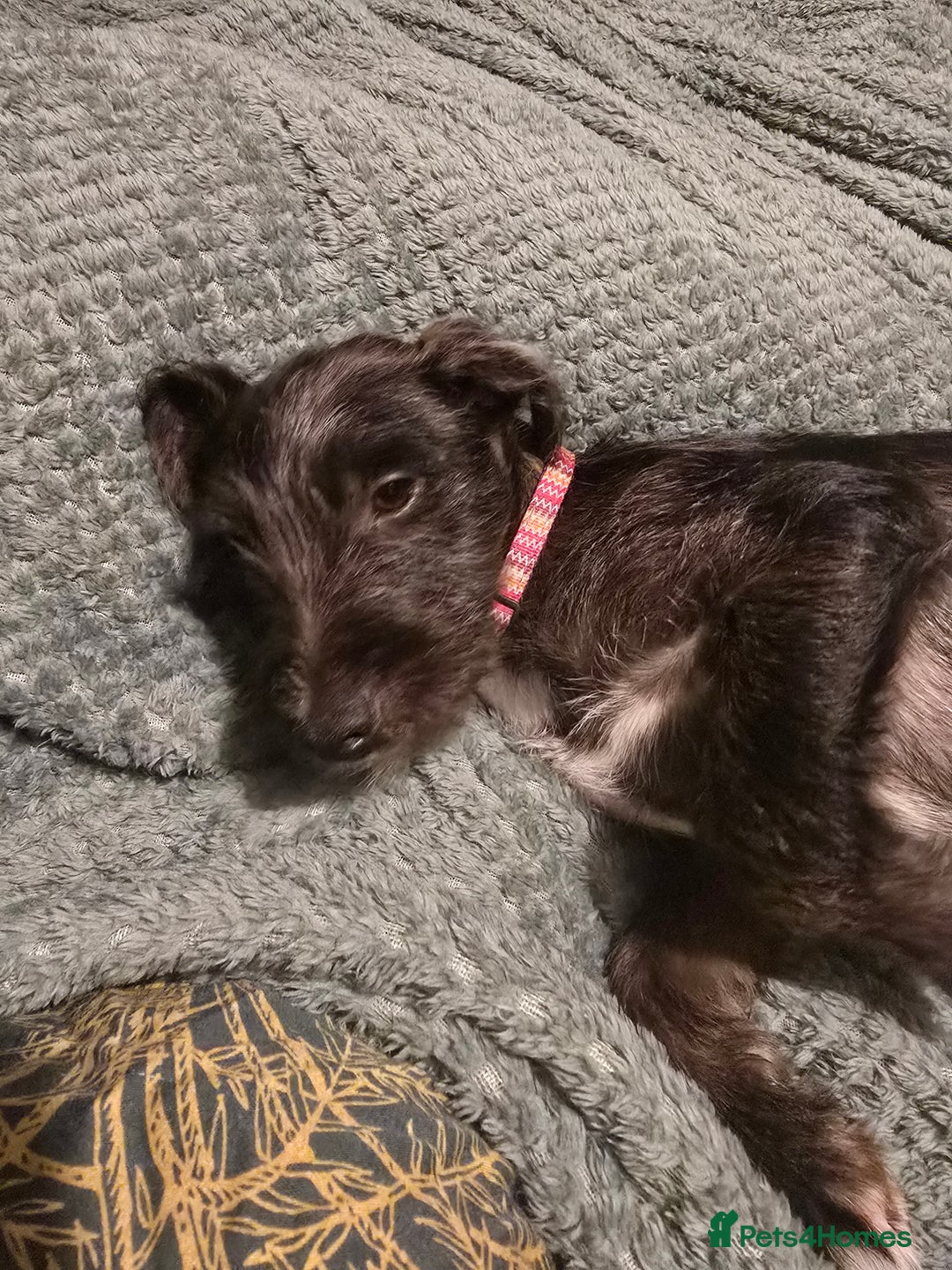 Jack Russell dogs for sale: Beautiful Jack russell  - Image 4