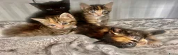 Mixed Breed cats for sale: Kittens 1/2 Maine coon. 8wks & ready to leave.  - Advert 16