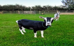Goats livestock for sale: British Alpine Dairy Goat - Image 2