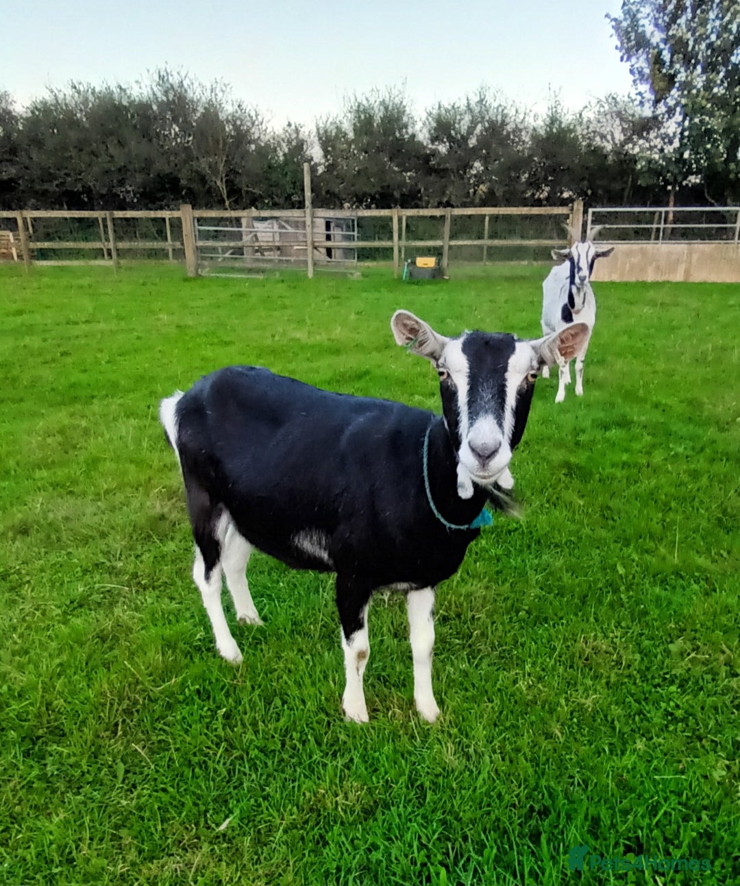 Goats livestock for sale: British Alpine Dairy Goat - Image 2