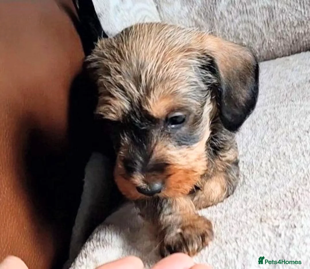 Miniature Dachshund dogs for sale: New Year's Day KC Mini-Wire Dachsunds - Advert 9