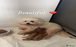 Mixed Breed dogs for sale: Male boys - Image 4