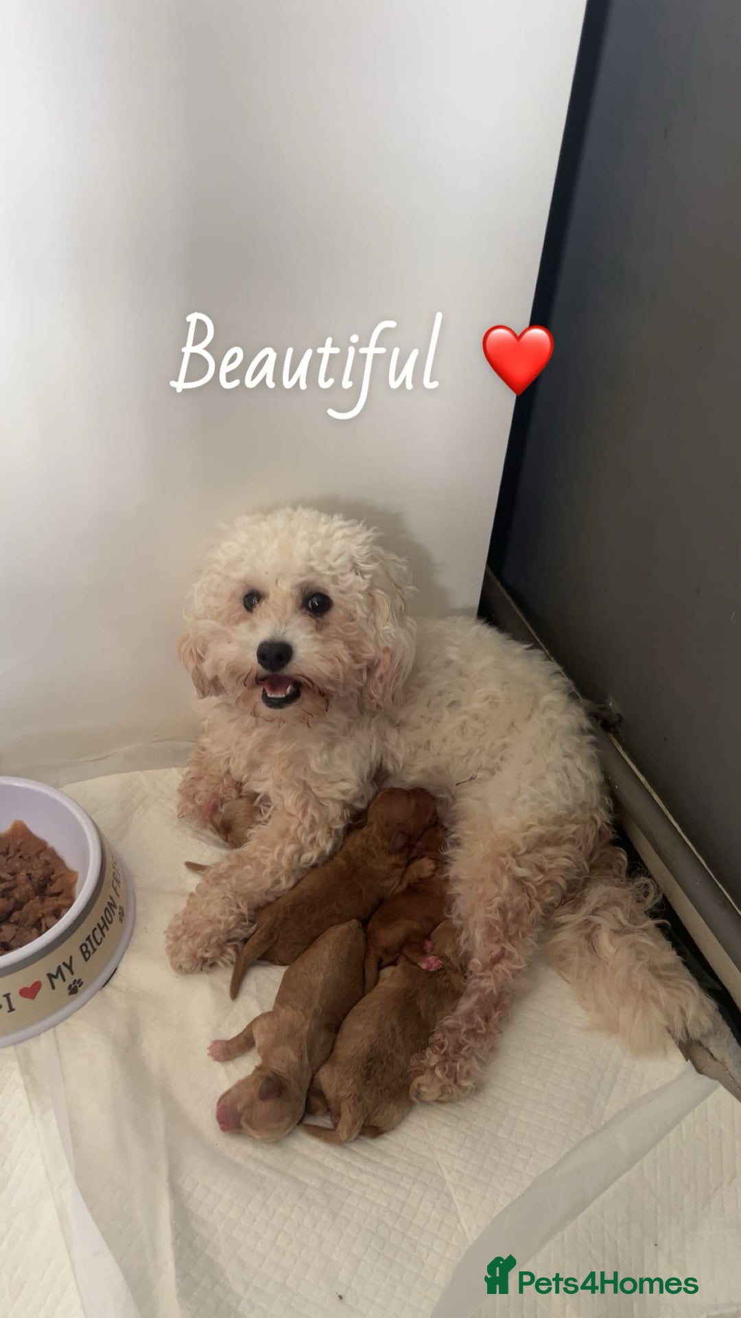 Mixed Breed dogs for sale: Male boys - Image 4