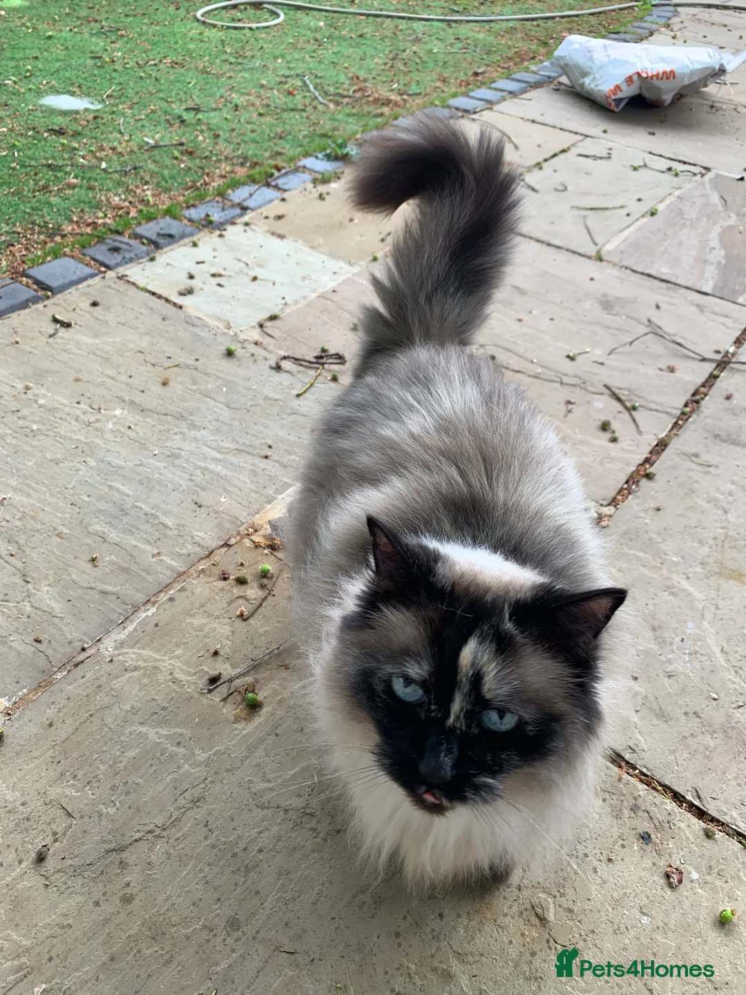 Ragdoll cats for sale: Ragdoll needs a lap.  in Kettering - Advert 11