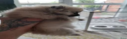 Pomeranian dogs for sale: Miss Helen  in Nottingham - Advert 22